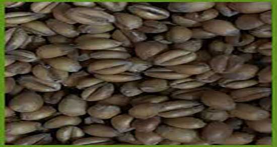 میزان کالری گندم بو داده ؛ مقدار کالری یک پیاله گندم بو داده چقدر است