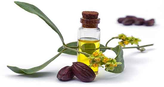 میوه جوجوبا ؛ عکس میوه جوجوبا چگونه است + تصویر گل جوجوبا