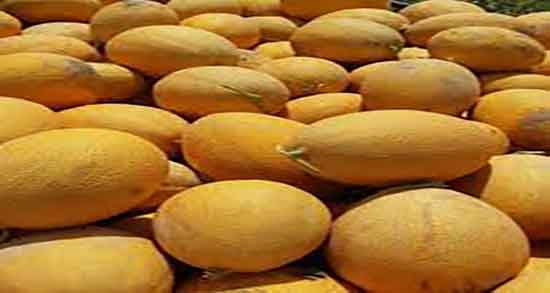 میوه ملون از کجا امده و ایا میوه ملون از کشور ترکمنستان است یا ایران میوه ملون از کجا امده ؛ ایا میوه ملون از کشور ترکمنستان است یا ایران