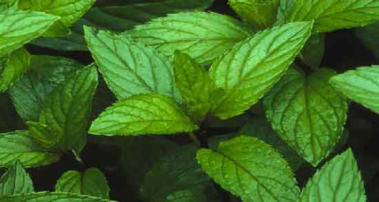 نام دیگر نعناع فلفلی و آیا می دانید نام علمی نعناع فلفلی چیست نام دیگر نعناع فلفلی ؛ آیا می دانید نام علمی نعناع فلفلی چیست