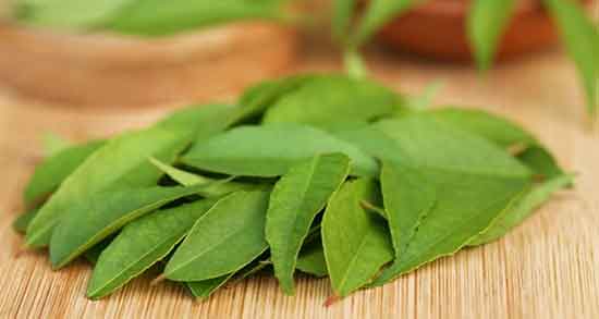 نحوه استفاده از برگ اکالیپتوس برای مرغ عشق ؛ اکالیپتوس برای چی خوبه