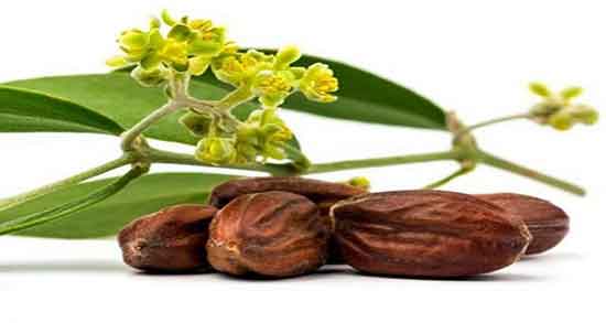 نحوه استفاده از جوجوبا ؛ طریقه استفاده از روغن جوجوبا برای موی سر