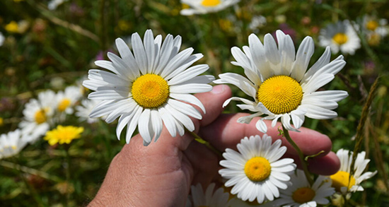 نحوه مصرف بابونه و نحوه مصرف بابونه برای رفلاکس معده زنان حامله نحوه مصرف بابونه ؛ نحوه مصرف بابونه برای رفلاکس معده زنان حامله