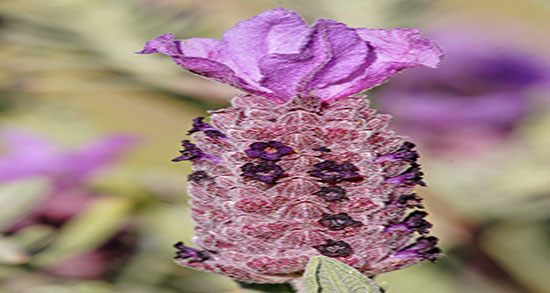 نحوه مصرف عرق اسطوخودوس ؛ دستور مصرف عرق اسطوخودوس در خانه