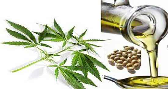 نحوه گرفتن روغن شاهدانه ؛ دستور مصرف روغن شاهدانه برای مو