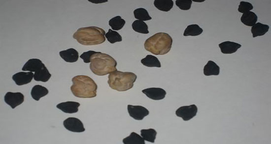 نخود سیاه برای سنگ کلیه ؛ درمان سنگ کلیه با خوردن نخود پخته شده