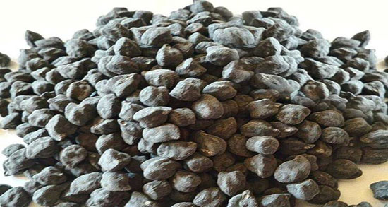 نخود سیاه در طب سنتی ؛ فواید مصرف نخود سیاه از نظر طب سنتی