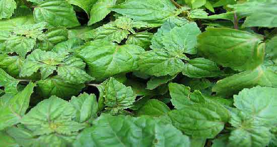 نعناع فلفلی برای لاغری و تاثیر خوردن نعناع فلفلی برای کاهش وزن و لاغری نعناع فلفلی برای لاغری ؛ تاثیر خوردن نعناع فلفلی برای کاهش وزن و لاغری