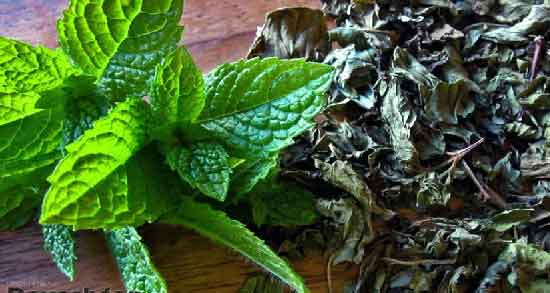 نعناع فلفلی برای معده و درمان بیماری های معده با خوردن نعناع فلفلی نعناع فلفلی برای معده ؛ درمان بیماری های معده با خوردن نعناع فلفلی