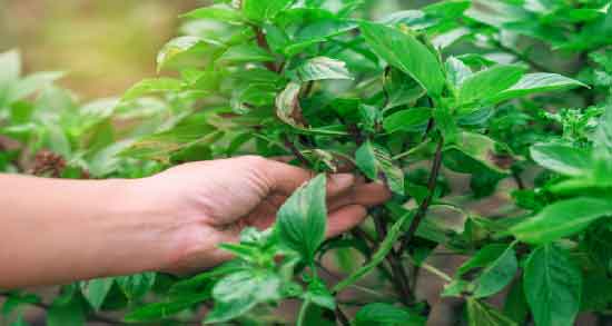 نعناع فلفلی برای موهای زائد ؛ از بین بردن موهای زائد با نعناع فلفلی