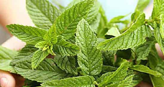 نعناع فلفلی برای چی خوبه و برای درمان کدام بیماری نعناع فلفلی مفید است نعناع فلفلی برای چی خوبه ؛ برای درمان کدام بیماری نعناع فلفلی مفید است