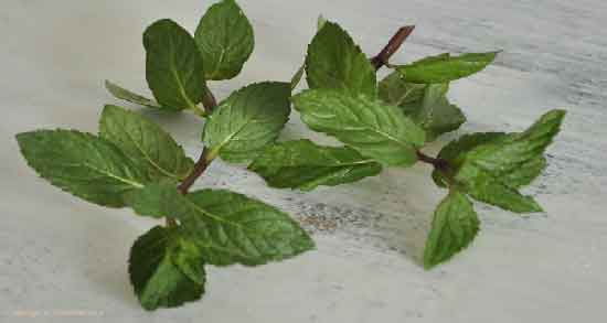 نعناع فلفلی در طب سنتی ؛ آشنایی با خاصیت نعناع فلفلی از دیدگاه طب سنتی