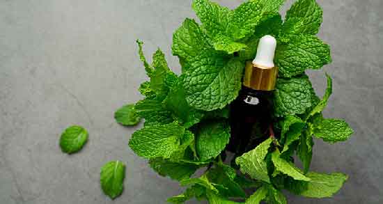 نعناع فلفلی و رفلاکس ؛ فواید مصرف نعناع فلفلی برای درمان رفلاکس معده