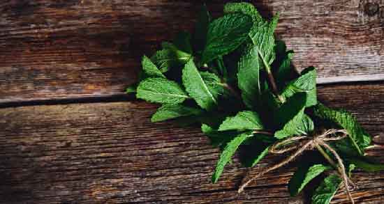 نعناع فلفلی و قاعدگی ؛ کاهش دردهای قاعدگی با مصرف نعناع فلفلی