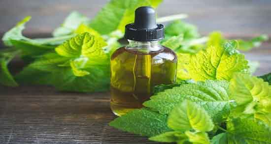 نعناع فلفلی و لاغری و بهترین زمان استفاده از نعناع فلفلی برای لاغر شدن نعناع فلفلی و لاغری ؛ بهترین زمان استفاده از نعناع فلفلی برای لاغر شدن