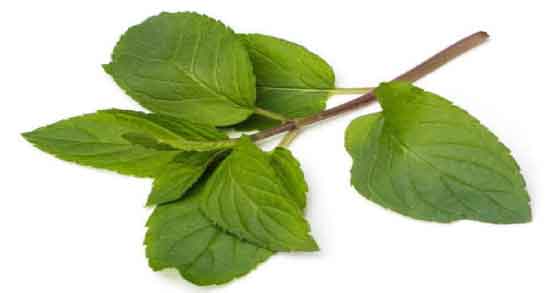نعناع فلفلی و کبدچرب ؛ پاکسازی کبد از سموم با مصرف نعناع فلفلی
