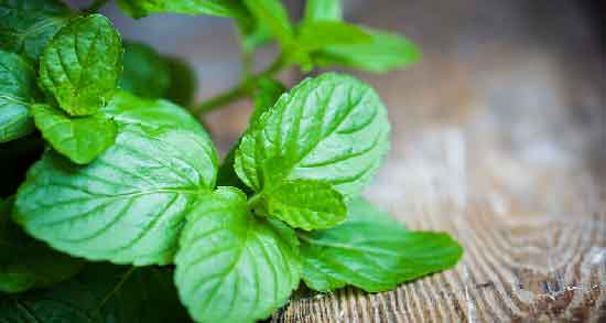 نعناع فلفلی چیه و آشنایی با فواید و کاربردهای نعناع فلفلی نعناع فلفلی چیه ؛ آشنایی با فواید و کاربردهای نعناع فلفلی