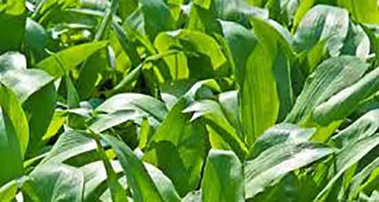 والک در طب سنتی ؛ استفاده از والک تازه از نظر طب سنتی چیست