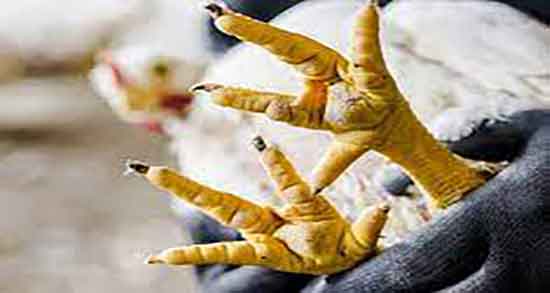 پای مرغ برای کرونا خوبه و آیا مصرف پای مرغ برای درمان کرونا خوبه پای مرغ برای کرونا خوبه ؛ آیا مصرف پای مرغ برای درمان کرونا خوبه