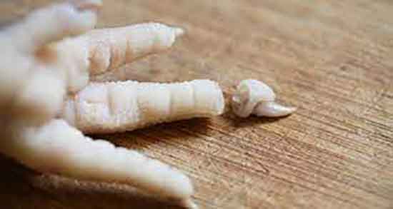 پای مرغ برای گربه و طرز تهیه سوپ پای مرغ برای بچه گربه چگونه است پای مرغ برای گربه ؛ طرز تهیه سوپ پای مرغ برای بچه گربه چگونه است