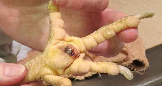 پای مرغ در بارداری ؛ خوردن پای مرغ در سه ماهه اول بارداری نی نی سایت