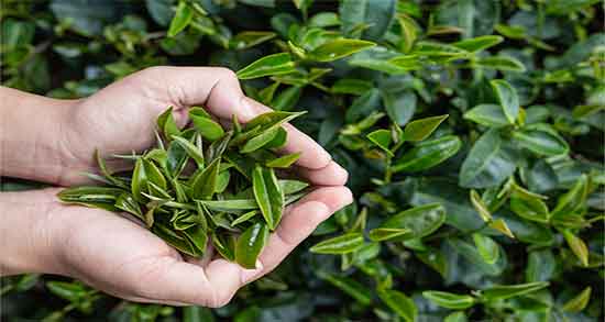 چای ماچا و لاغری ؛ خاصیت مصرف چای ماچا برای چربی سوزی شکم