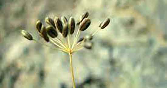 چهار زیره برای چی خوبه و خاصیت مصرف چهار زیره برای دستگاه گوارش چهار زیره برای چی خوبه ؛ خاصیت مصرف چهار زیره برای دستگاه گوارش