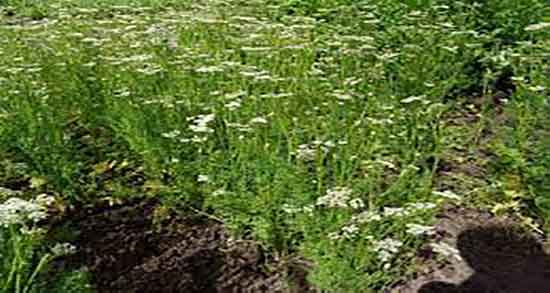 چهار زیره در طب سنتی و خواص مصرف چار زیره از نظر طب سنتی چهار زیره در طب سنتی ؛ خواص مصرف چار زیره از نظر طب سنتی