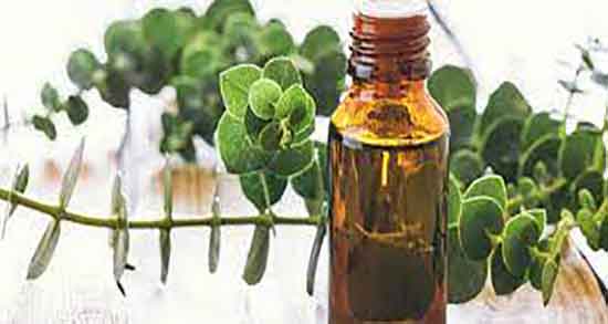 چگونه روغن اکالیپتوس را بگیریم ؛ نحوه استفاده از روغن اکالیپتوس چیست