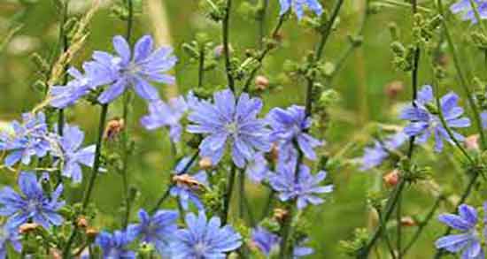 کاسنی برای سهره و ایا دادن کاسنی برای صدای سهره مفید است کاسنی برای سهره ؛ ایا دادن کاسنی برای صدای سهره مفید است