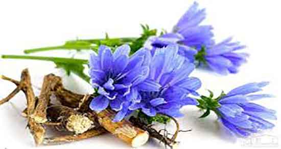 کاسنی برای پوست ؛ خاصیت مصرف کاسنی برای سفیدی پوست صورت