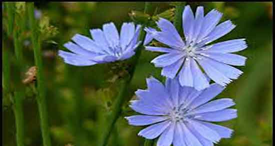 کاسنی برای کبد و درمان چربی کبد با مصرف روزانه کاسنی تازه کاسنی برای کبد ؛ درمان چربی کبد با مصرف روزانه کاسنی تازه