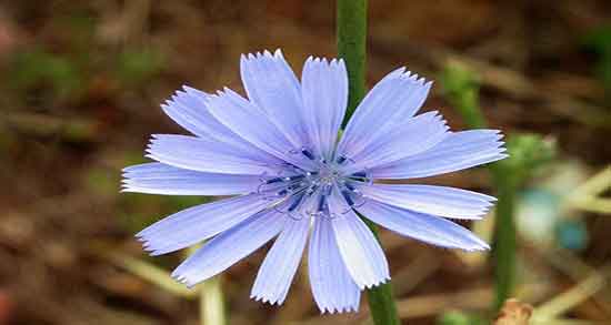 کاسنی برای کبد چرب ؛ عرق کاسنی برای کبد چرب مفید است