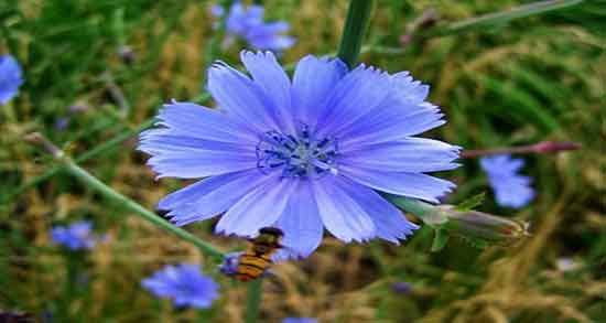 کاسنی در طب اسلامی و مصرف روزانه کاسنی از نظر طب اسلامی کاسنی در طب اسلامی ؛ مصرف روزانه کاسنی از نظر طب اسلامی