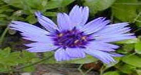 کاسنی و خواص آن و ایا خوردن کاسنی برای رفع جوش صورت مفید است کاسنی و خواص آن ؛ ایا خوردن کاسنی برای رفع جوش صورت مفید است