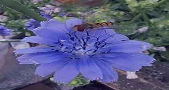 کاسنی و شاه تره برای کبد ؛ درمان چربی کبد با خوردن کاسنی و شاه تره