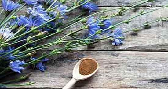 کاسنی و فشار خون ؛ کنترل فشار خون زنان باردار با مصرف عرق کاسنی