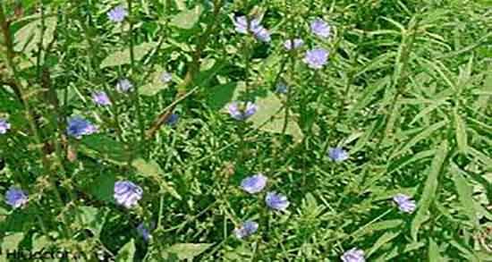 کاسنی و پسرزایی ؛ ایا کاسنی برای تعیین جنسیت جنین مفید است