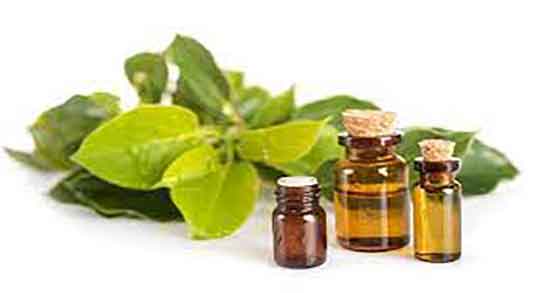 کافور چیست ؛ کافور چیست و چه عوارضی برای زنان باردار دارد