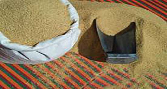 کالری بلغور گندم و جو ؛ میزان کالری یک پیمانه گندم و جو چقدر است