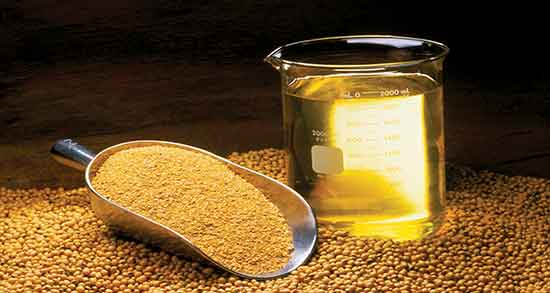 کالری روغن خردل ؛ میزان کالری روغن خردل برای بدن چقدر است