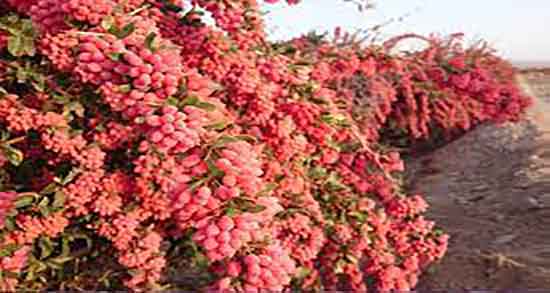 کالری زرشک کوهی و میزان کالری یک شاخه زرشک کوهی چقدره کالری زرشک کوهی ؛ میزان کالری یک شاخه زرشک کوهی چقدره