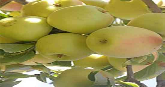 کالری سیب گلاب ؛ میزان کالری یک عدد سیب گلاب برای بدن چقدره