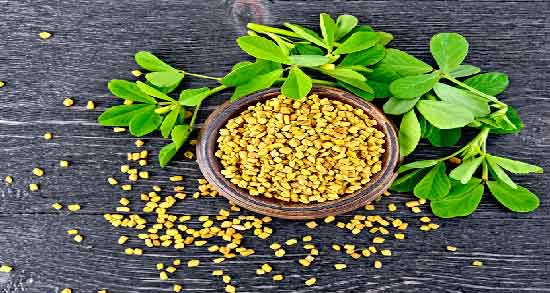 کالری شنبلیله ؛ چه میزان کالری در شنبلیله وجود دارد