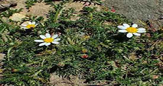 کالری عاقرقرحا ؛ میزان کالری چند عدد عاقرقرحا برای بدن چقدر است