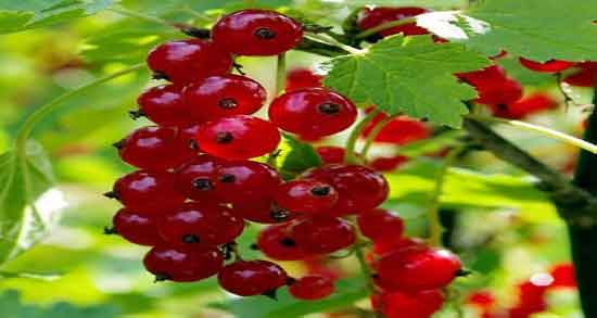 کالری قره قات ؛ میزان کالری چند عدد قره قات برای بدن چقدر است