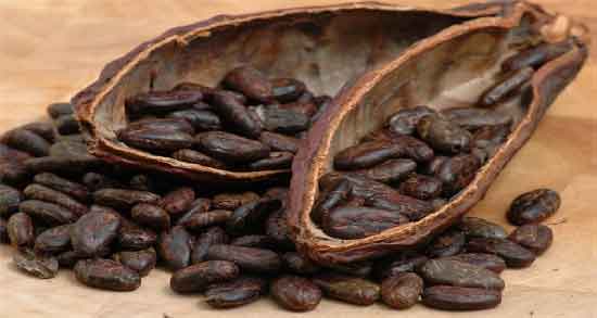 کاکائو چیست و همه چیز درباره خواص و مضرات کاکائو کاکائو چیست ؛ همه چیز درباره خواص و مضرات کاکائو