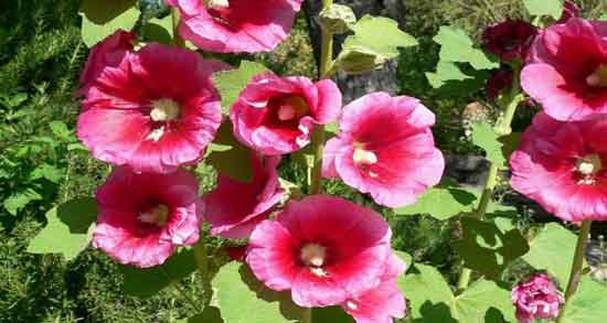 کدام رنگ گل ختمی بهتر است و بررسی خواص انواع گل ختمی کدام رنگ گل ختمی بهتر است ؛ بررسی خواص انواع گل ختمی