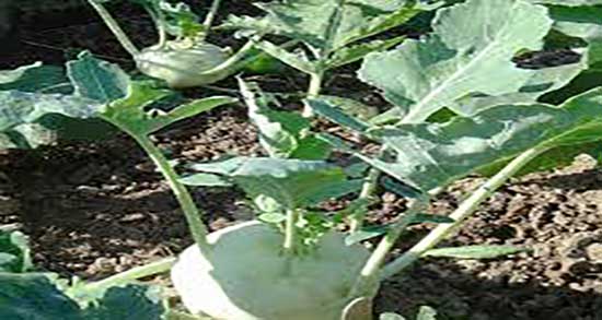 کلم سنگ برای سنگ صفرا ؛ خاصیت کلم سنگ برای درمان سنگ صفرا