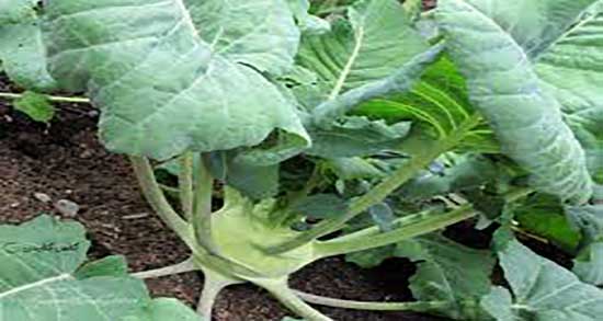 کلم سنگ در بارداری ؛ خاصیت مصرف کلم سنگ برای زنان باردار چیست